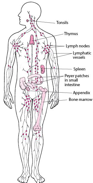 The study area has a locally. Overview of the Lymphatic System - Heart and Blood Vessel ...