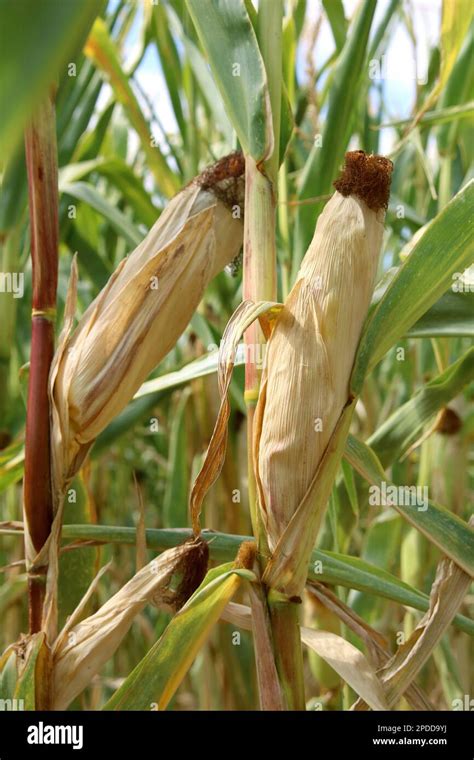 Indian Corn Maize Zea Mays Mature Maize Cobs On A Field Germany
