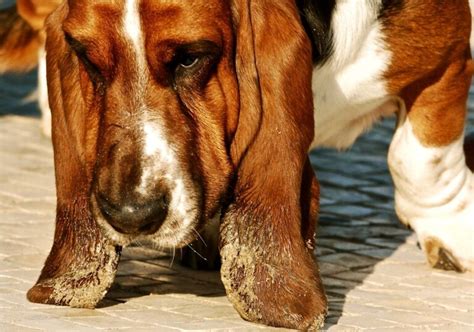 Why Does My Basset Hound Smell So Bad Basset Hound Enthusiast