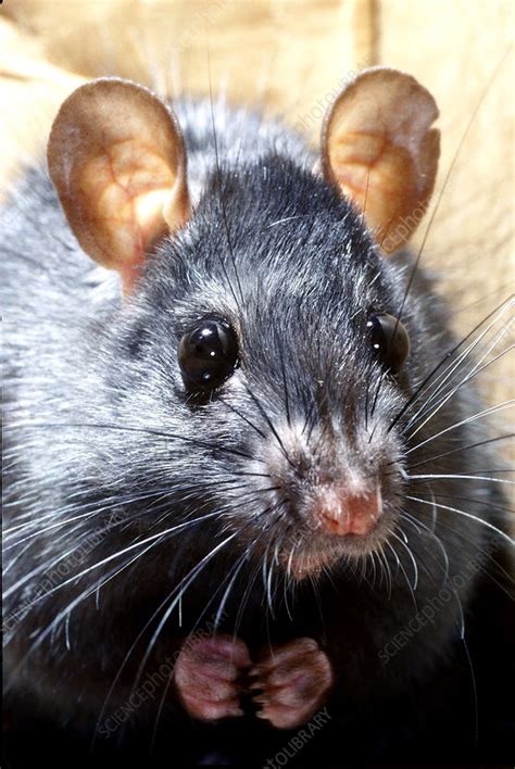Black Rat Stock Image Z9180302 Science Photo Library