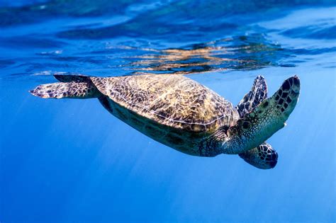 New Scientific Paper: Global Patterns of Illegal Marine Turtle