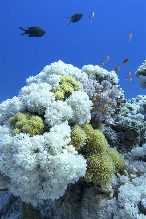 Coral Reef Pink Pocillopora Coral Bottom Tropical Sea Stock Photos