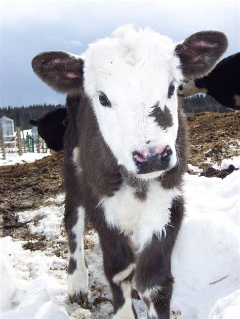 Pin By Dudd Erullan On Cutesy Animals Cute Animals Baby Cows Cute