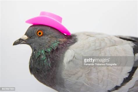 Funny Pigeon Photos And Premium High Res Pictures Getty Images