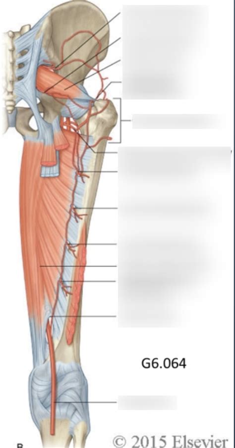 Lab 73 Diagram Perforating Branches Of The Deep Femoral Artery