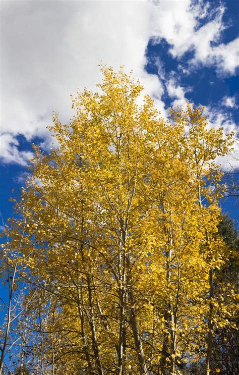 Brilliant Yellow Aspen Trees On A Foggy Rocky Mountain Morning Stock