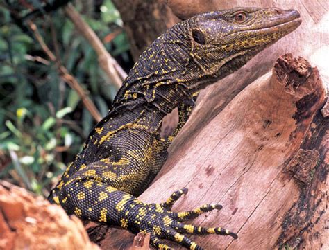 Giant Lizard Discovered In The Philippines