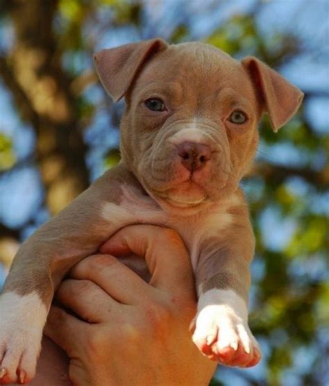 Blue nose pit bull dog outside. Light Brown Pitbull Puppies - Pet's Gallery