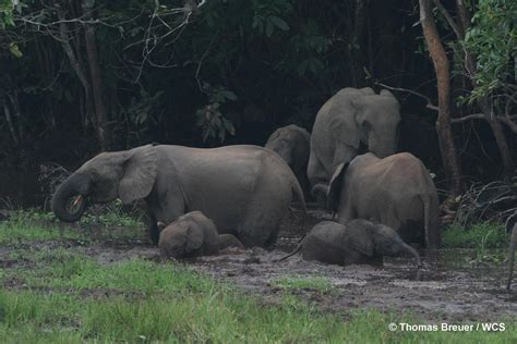 Poaching Of Old Forest Elephant Matriarchs Threatens Rainforests