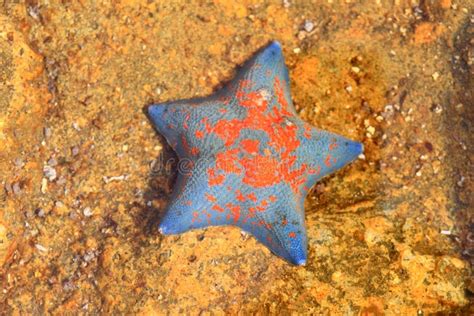 Blue Bat Star Stock Image Image Of Wildlife Star Animal 47644331