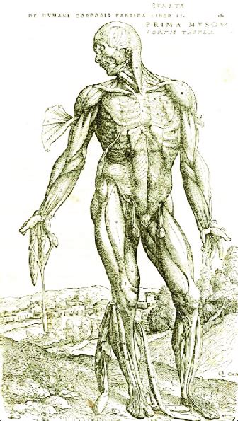 Vesalius Drew Accurate Illustrations With Figures Drawn In The