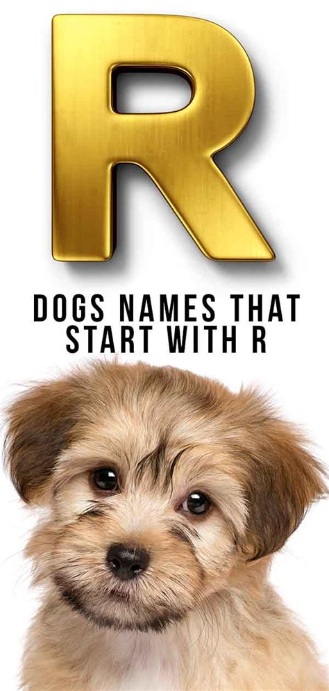 (or your favourite classic or old fashioned names? Dog Names That Start With R - Clever Ideas For Your New Dog