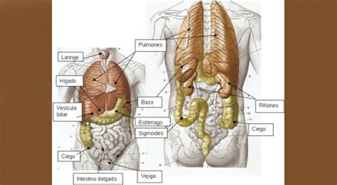 The Gallery For Organos Del Cuerpo Humano Lado Izquierdo