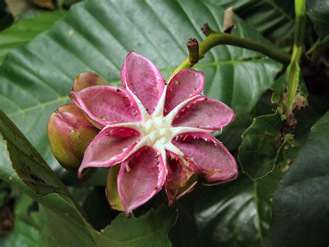 Pictures and descriptions of catalpa leaves, flowers, and seed pods will help you recognize various tree species. A Visit to Singapore | Seed pods, Seeds, Seed pots