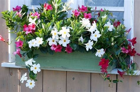 32 Appealing Cascading Flowers For Window Boxes
