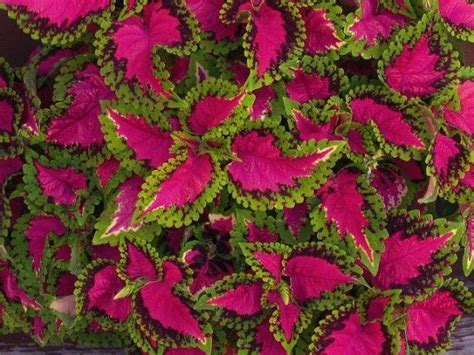 Neil and alice discuss rhetoric, commas and full stops. coleus - This fast growing and easy to propagate plant is ...