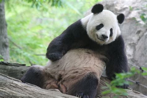 Dcs Giant Panda Cub Is A Male And Sired By Tian Tian