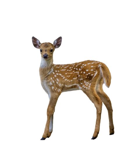 Spotted Deer Fawn Isolated On White Background Stock Photo Image Of