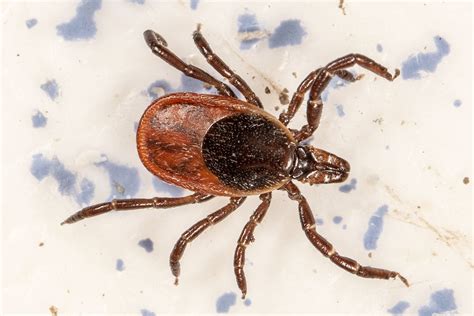 Blacklegged Tick Ixodes Scapularis Entomology Today