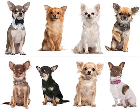 El Porqué De La Popularidad De Los Chihuahuas Ocio