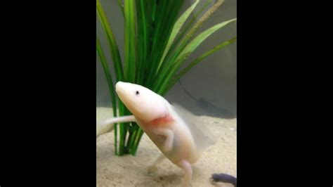 Axolotls Youtube