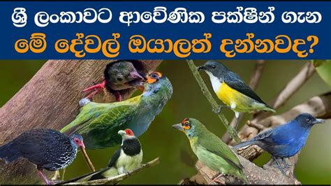 Birds Endemic To Sri Lanka ශ්‍රී ලංකාවට ආවේණික පක්ෂීන් ගැන මේ දේවල්
