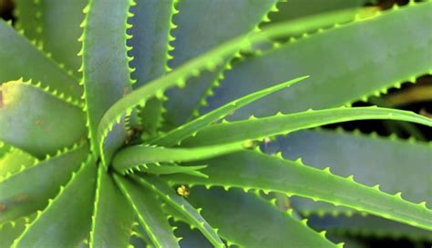 Spines can also diffuse light similarly to a photography umbrella, says john. 7 Healthy Edible Succulents | One Medical