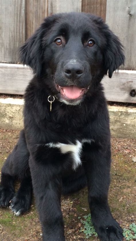 Golden Retriever Black Lab Mix Puppies Sale