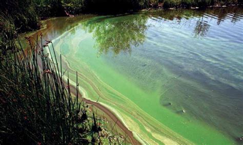 State Issues Cyanobacteria Advisory For Robinson Pond In Hudson News