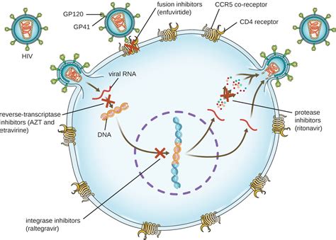 55 Mechanisms Of Other Antimicrobial Drugs Lwtech Infectious And