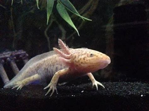 Here is the place for anything axolotl (ambystoma mexicanum)! Axolotl Color Variations! | My Aquarium Club