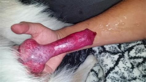 Guy Making His Dog Cum On His Arm Xxx Femefun