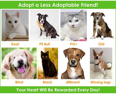 We're on a mission to help homeless pets find loving homes. Adopt a Senior or Special Needs Pet