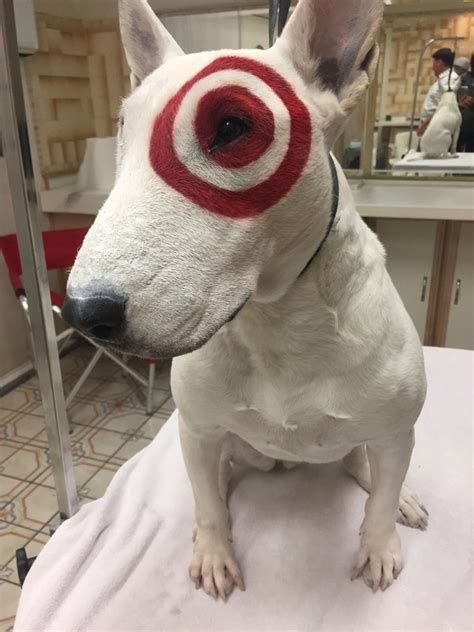kind  dog   target mascot iammrfostercom