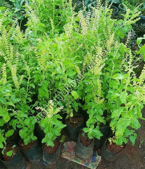 Black Tulsi Manufacturerblack Tulsi Exporter And Supplier From Udaipur India