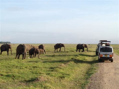 My Kenya Safari Day Tours Mombasa All You Need To Know Before You Go