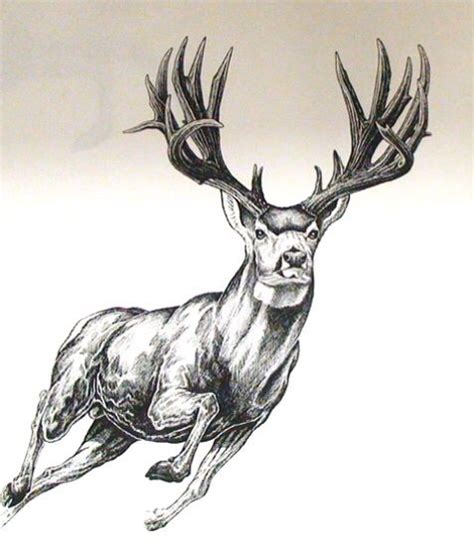 Mule Deer Deer Drawing Deer Tattoo Designs Deer Artwork