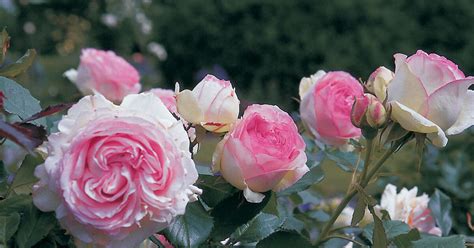 Strauchrose ‘eden Rose 85 Mein Schöner Garten
