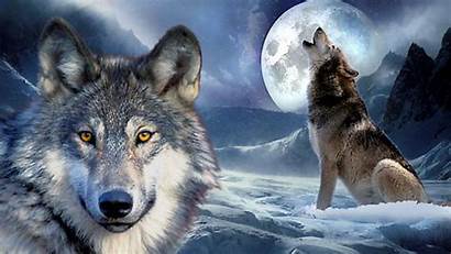 Howling Moon Wolf Wallpapers