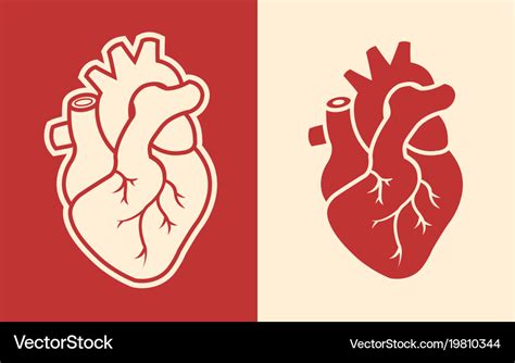 Anatomical Heart Svg File