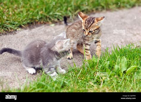 Two Kittens Playing Stock Photo Alamy