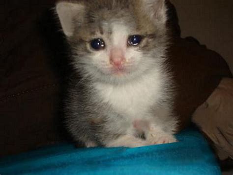 Kitten Tears