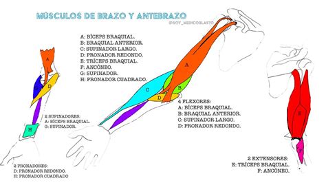 MÚsculos Del Brazo Y Antebrazo Soy Medicoblasto Udocz