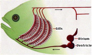 Our article is devoted to this topic, in which we will tell how many chambers the heart of a fish has and what function it performs. Animal Circulatory Systems