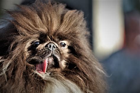 Ugly Dogs That Are Still So Darn Cute Readers Digest