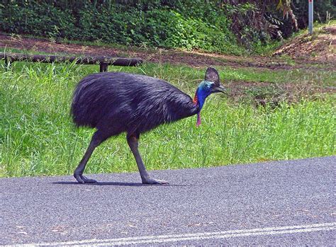 The Cassowary An Endangered Northern Icon On The Road