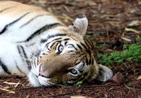 India S Tiger Population Rises To Efe Noticias