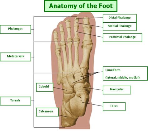 Custom Made Orthotics For Foot Problems Orthotics Online