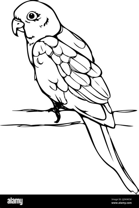 Vector Illustration Of Hand Drawn Parrot Black And White Parrot