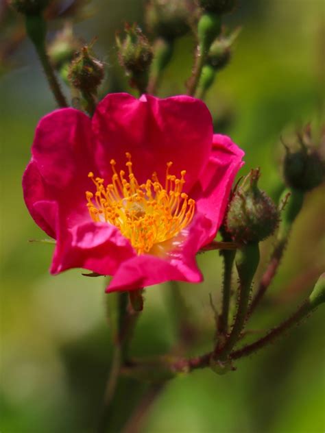 Nootka Wild Roses Information About Nootka Rose Plants